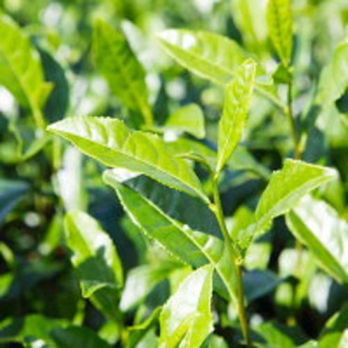 Yame Matcha Green Tea Powder 300g Premium Matcha Tea from Fukuoka JPN