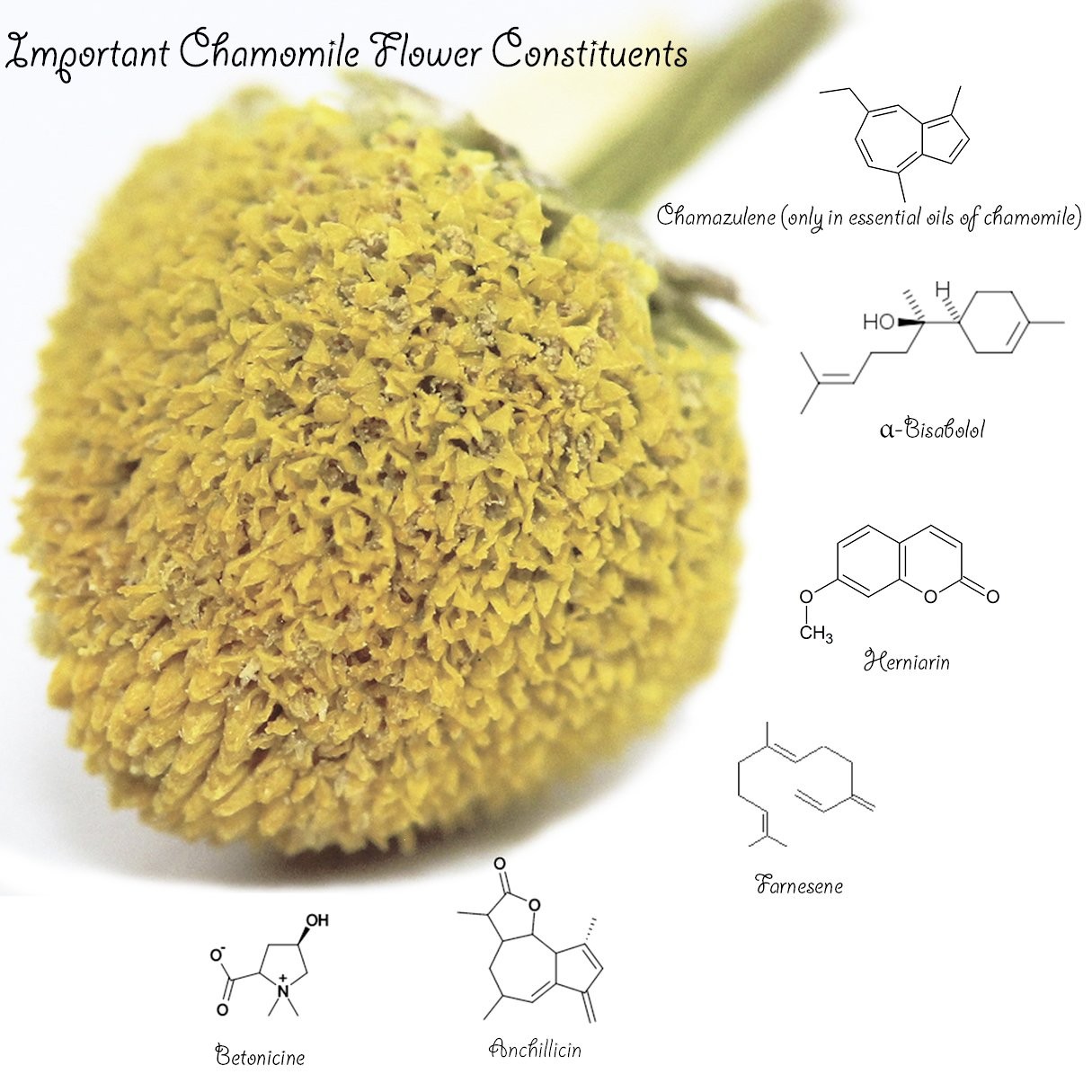 Organic Chamomile Tea 1LB Bulk – 100% Certified Herbal Flowers in Resealable Bag
