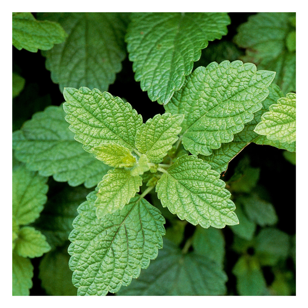 Lemon Balm | C/S Organic Dried Cut and Sifted | Melissa Officinalis | Nervine