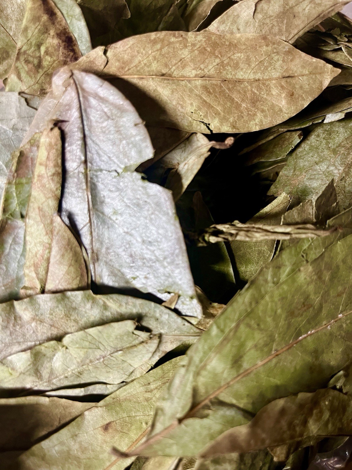 Soursop Leaves, Guanabana, Graviola 2oz, Dried