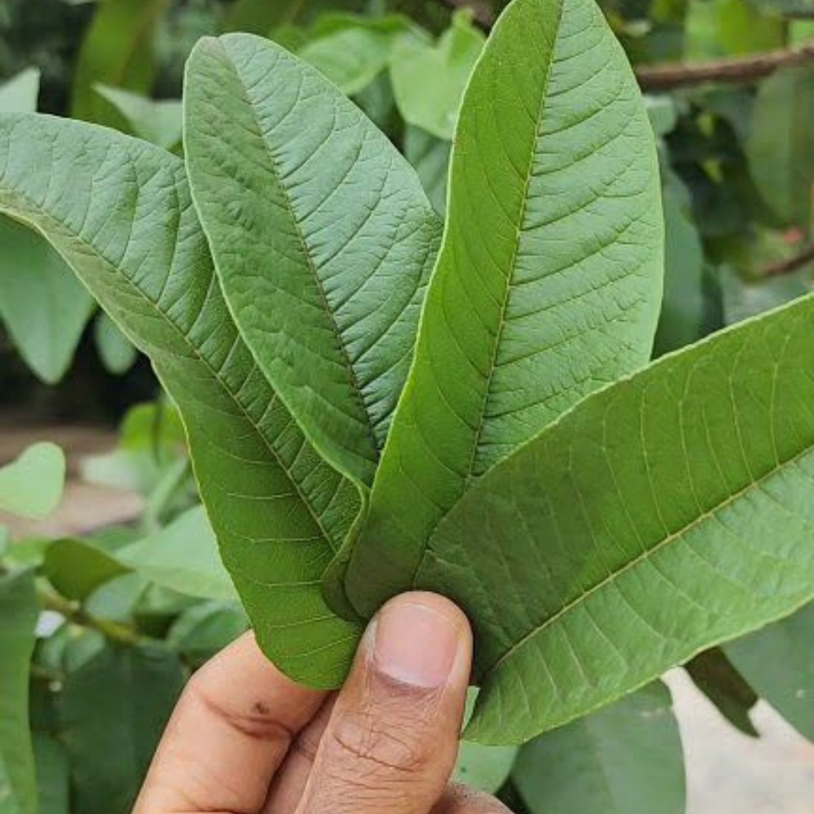 100% Organic Guava Leaves Powder – Premium Natural Ceylon Guava Leaf Hair loss