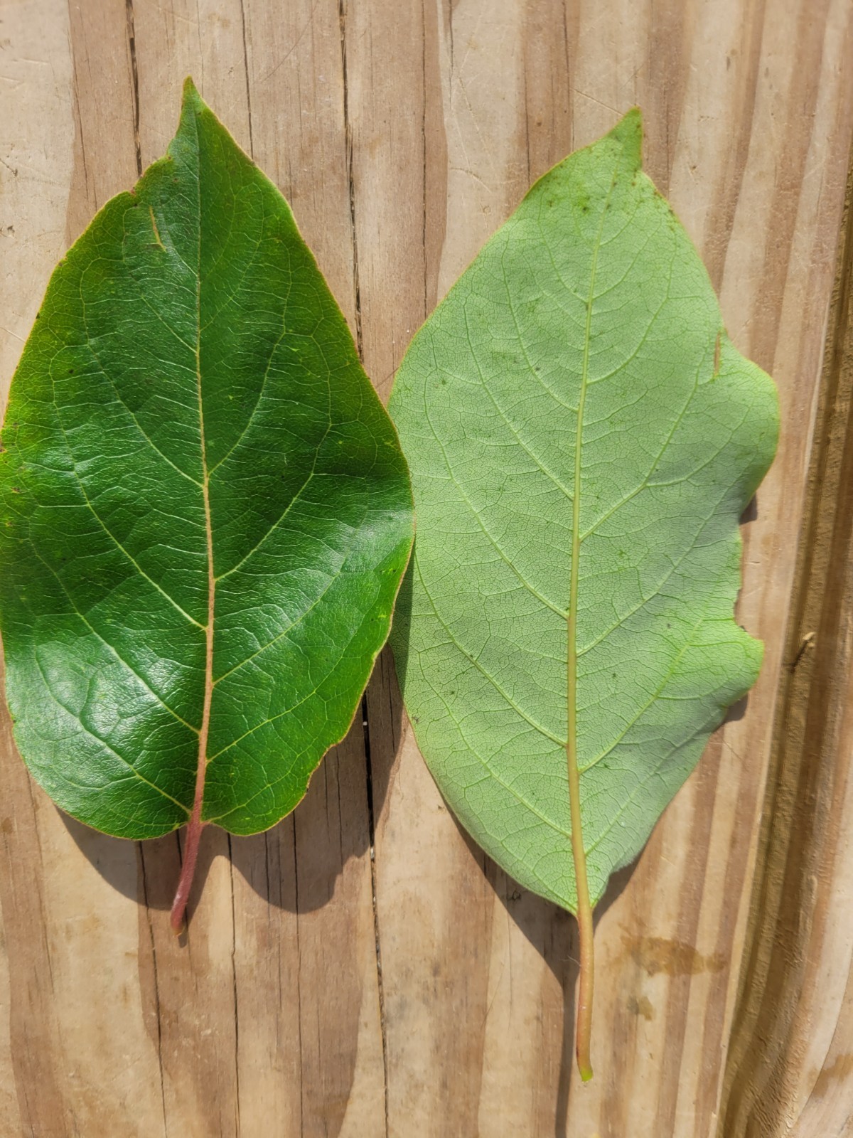 20 Organic Persimmon leaves tea 5″ fresh Leaf Indiana Wild Diospyros Virginiana