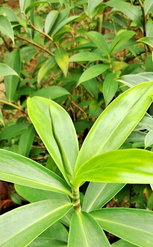 Dried Insulin Plant Leaves Costus Igneus Thebu Crepe ginger Herbal Organic Tea
