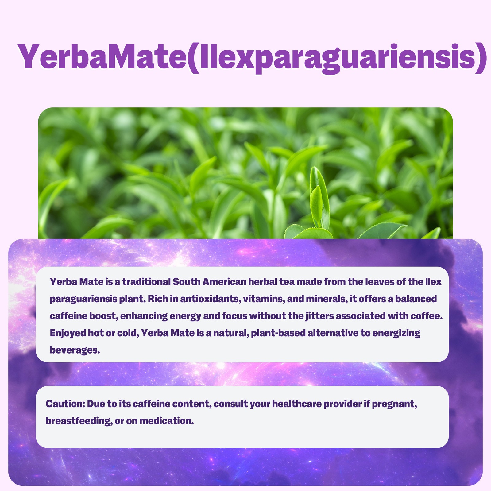 Yerba Mate – Instant Tea Powder,Gut Health, Focus, Energy Support – 30 Servings
