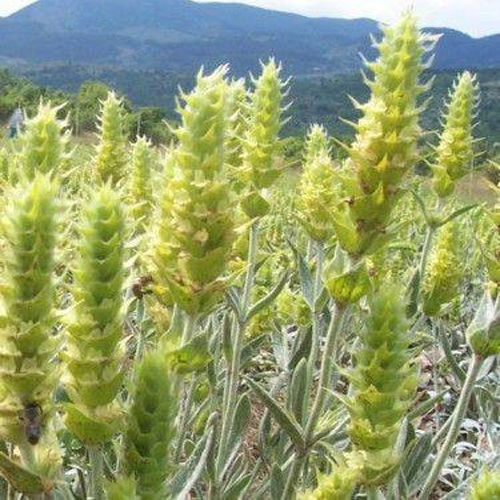 GREEK MOUNTAIN TEA 230g – SIDERITIS SCARDICA – DRIED OLYMPUS – 2019 HARVEST