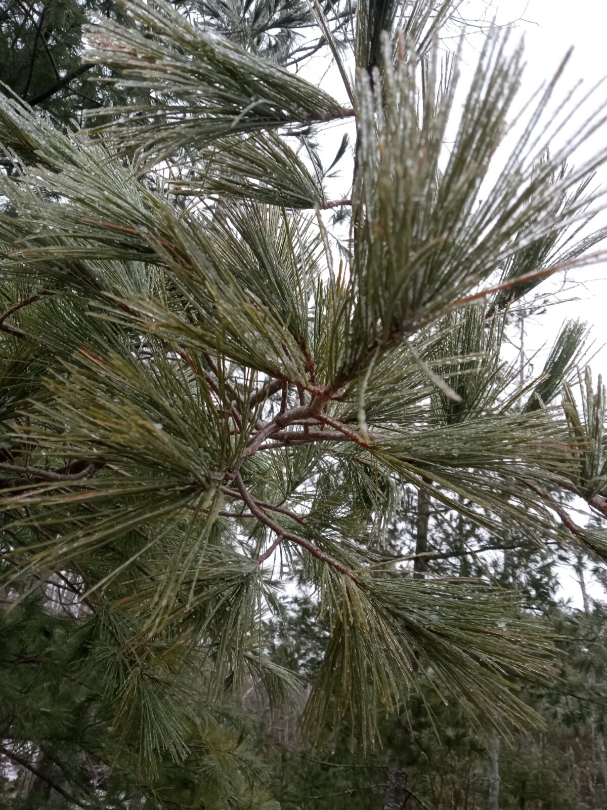 4oz MAINE DRIED EASTERN WHITE PINE NEEDLES PINUS STROBUS TEA ORGANIC