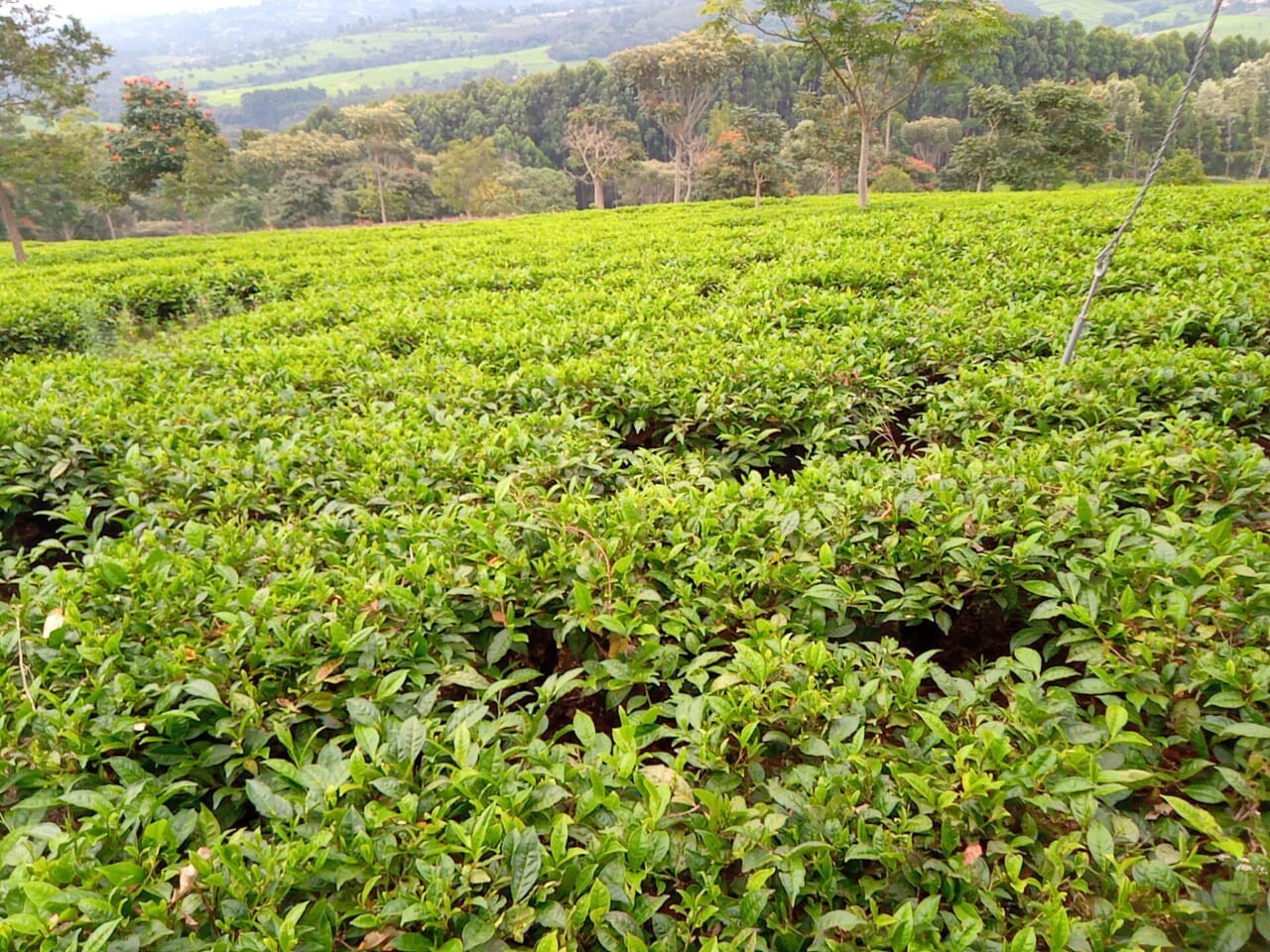 Black PEKOE Loose Tea KENYAN Organic Specialty Nandi by ELDO TEA EXP MAY 2028
