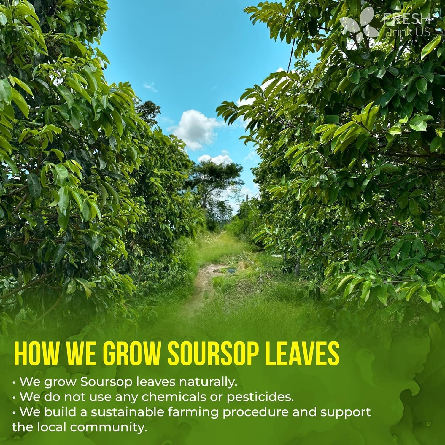 Soursop Leaf Tea Bags – 100% Natural, Handmade, & Gluten-Free (40 Count)
