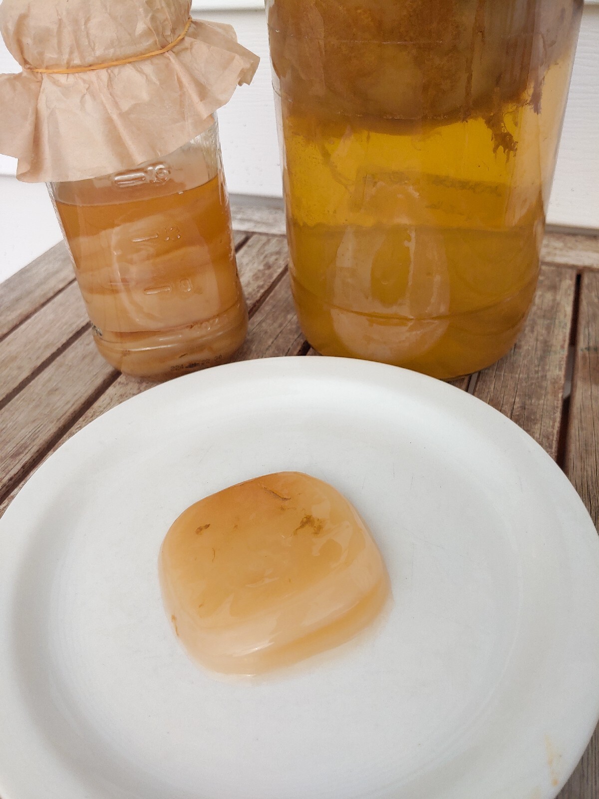 4″ Live ORGANIC KOMBUCHA FRESH SCOBY STARTER TEA | Kombucha For Gut Health