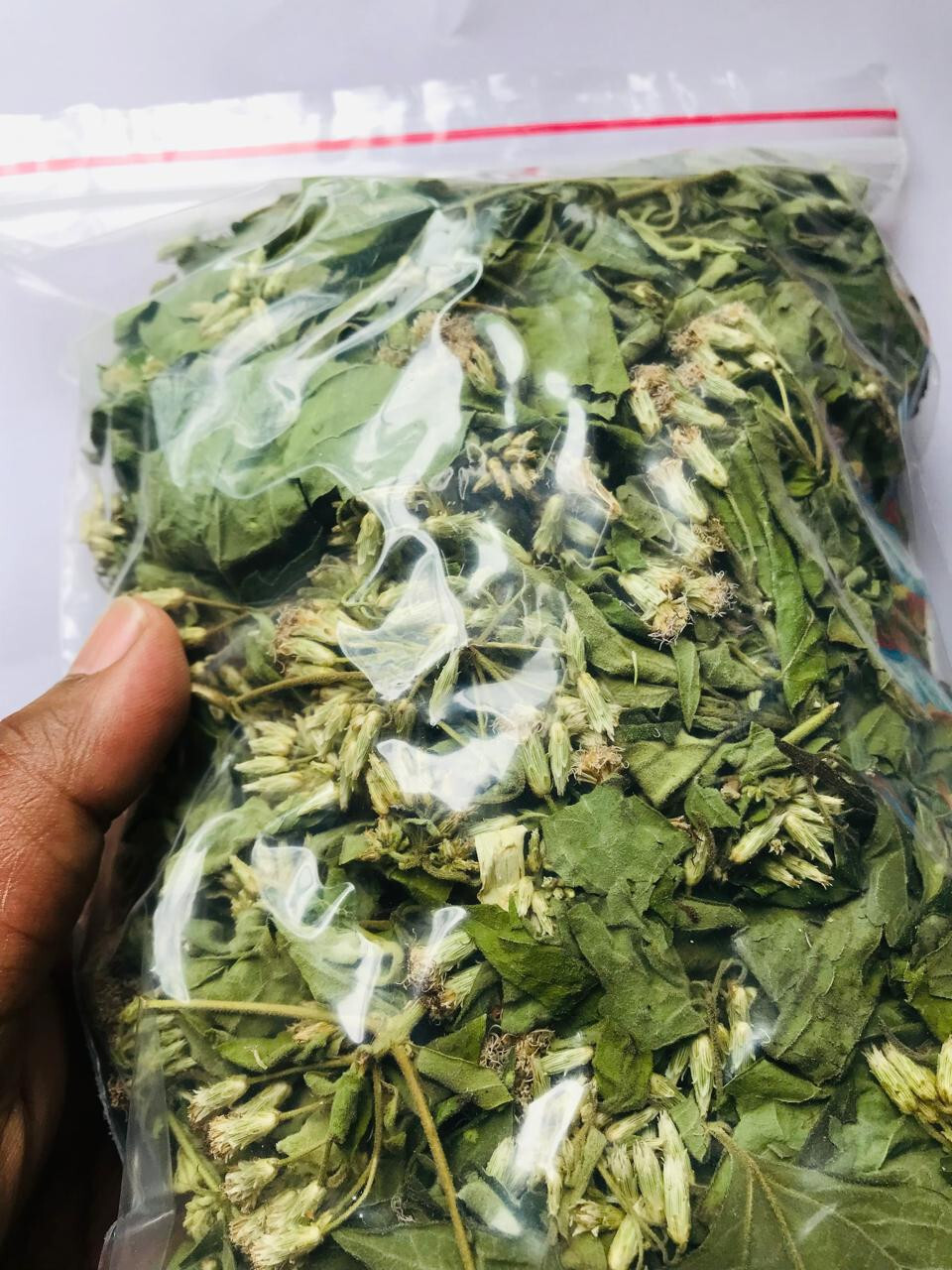Ceylon Calea Zacatechichi Mexican Dream Herb 100% Organic Pure Herbal Tea