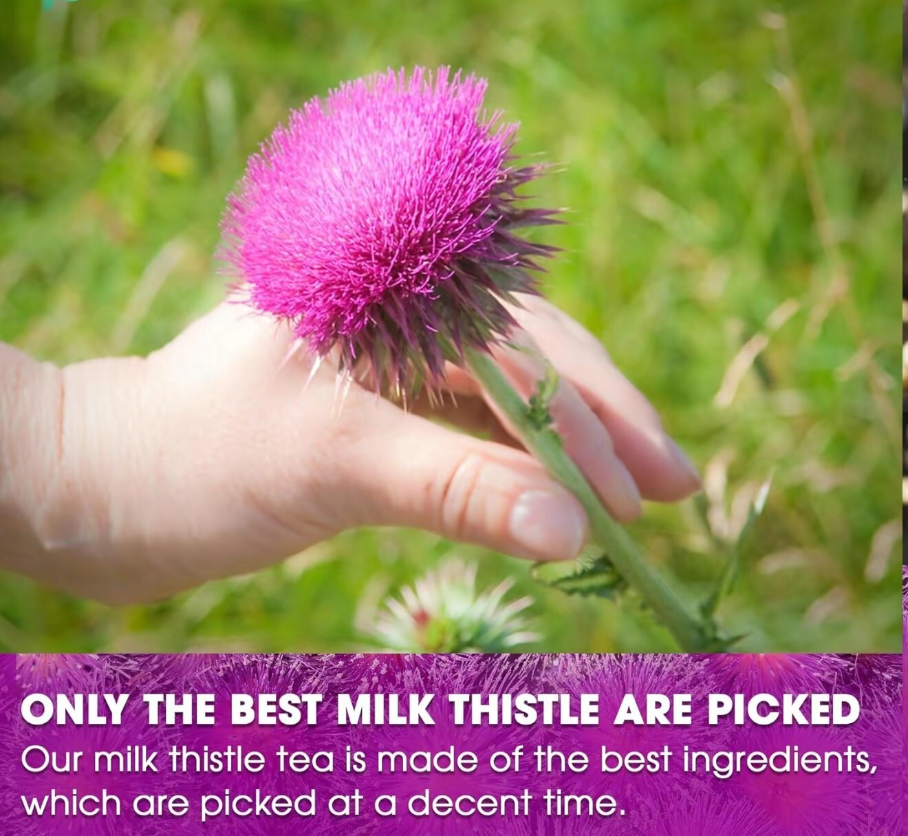 Organic Milk Thistle Tea Bags, 40 Teabags, 3g/Bag – Supports Liver Function, Liv