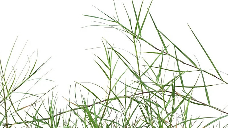 100% Organic Sun Dried Arugampul/Bermuda/Dhoob/Bahama Grass Powder No GMO
