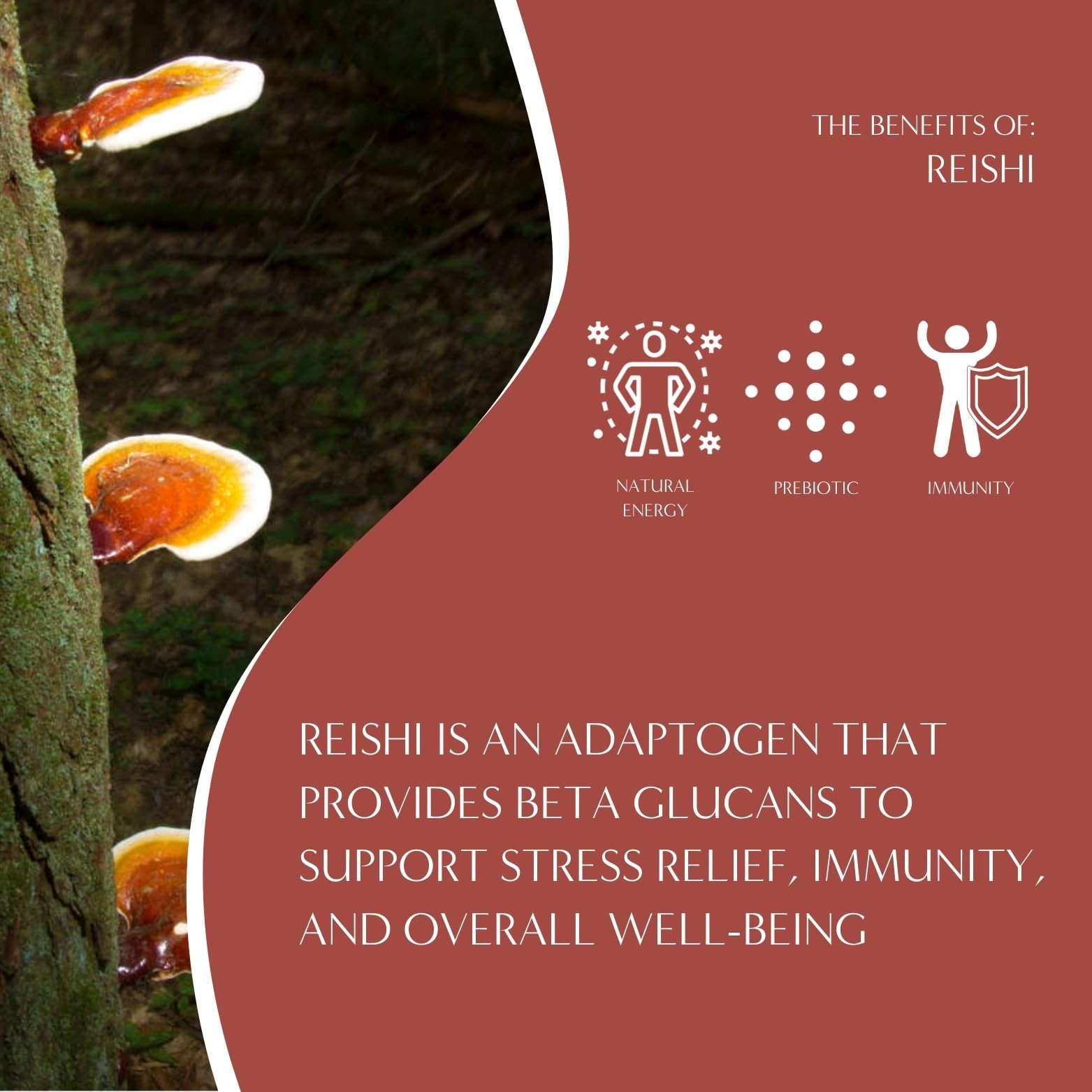 Teeccino Reishi Eleuthero Tea French Roast Organic Mushroom Adaptogenic Her…