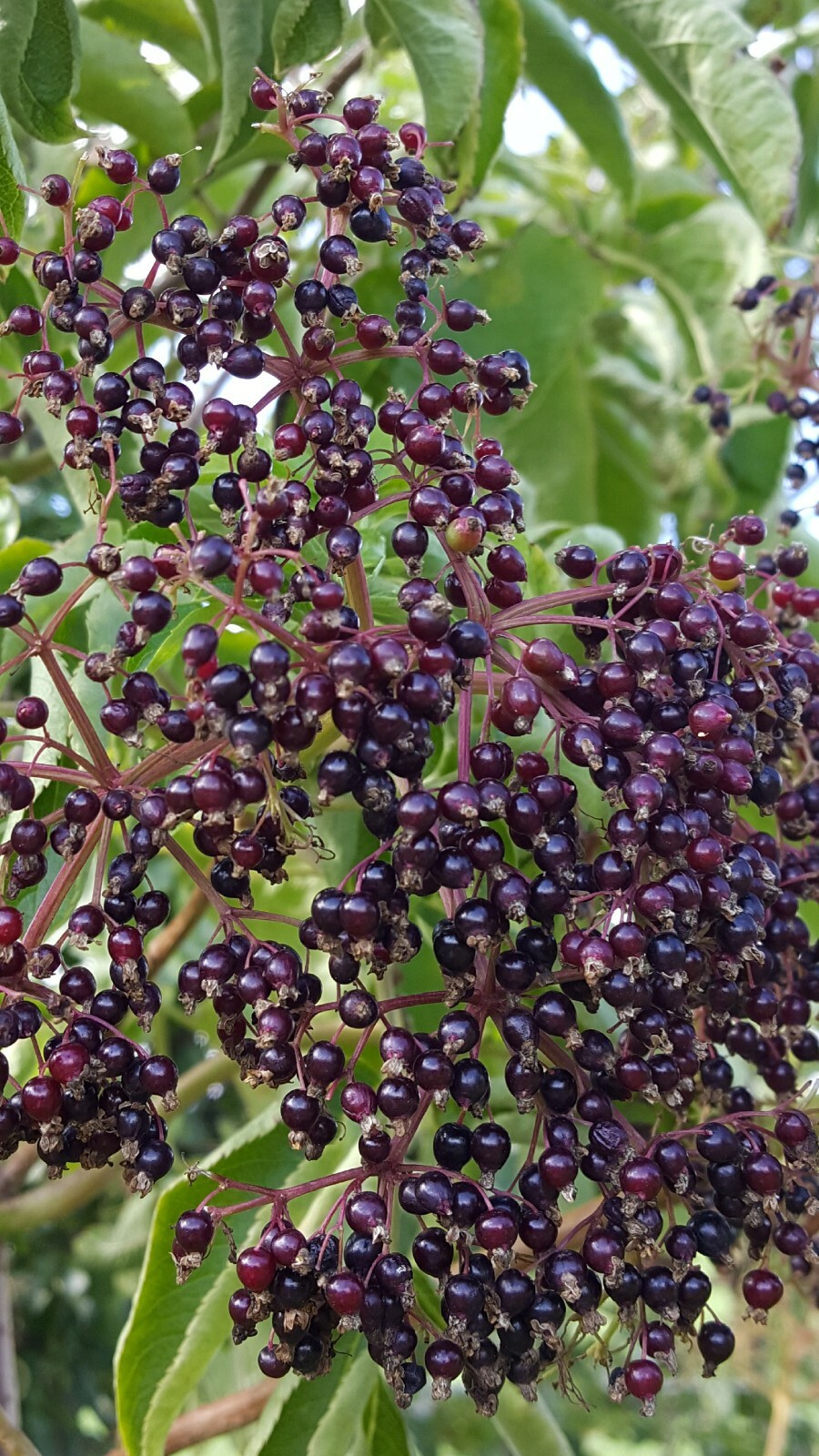 Organic Elderberry & Rosehip 8 oz. amber glass bottle Extract Tincture