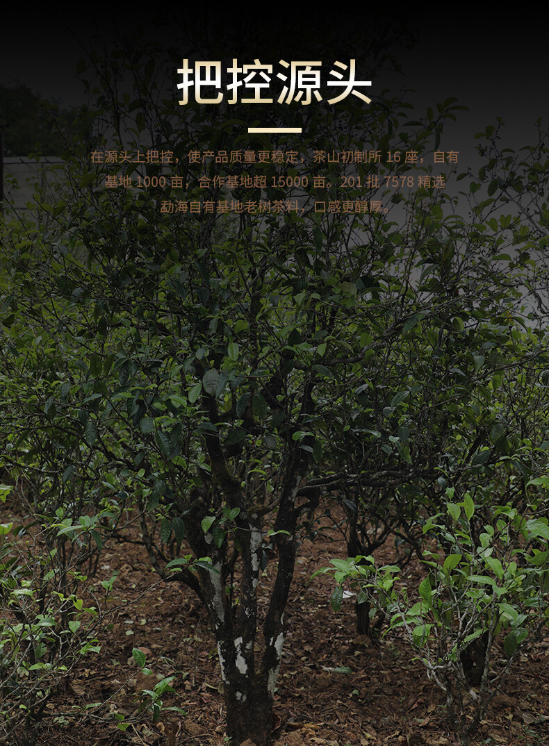 2020 LaoTongZhi 7578 Batch 201 Ripe Puer Yunnan Old Comrade Haiwan Shu Pu’er Tea
