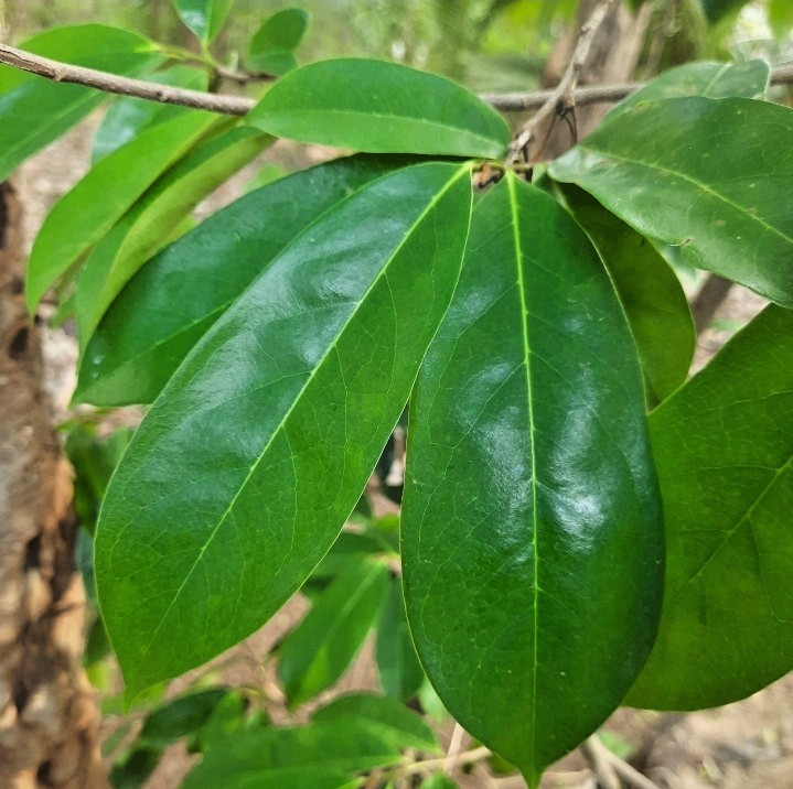 2200 Dried Soursop Leaves- Annona HOJAS DE GUANABANA GRAVIOLA Quality Herbal Tea