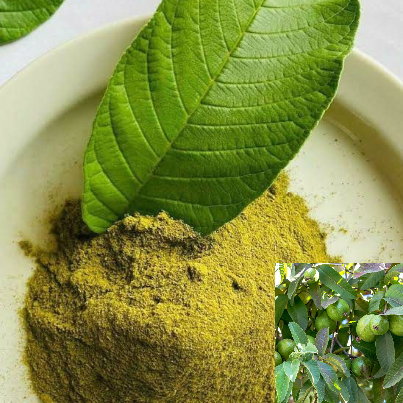100% Organic Guava Leaves Powder – Premium Natural Ceylon Guava Leaf Hair loss