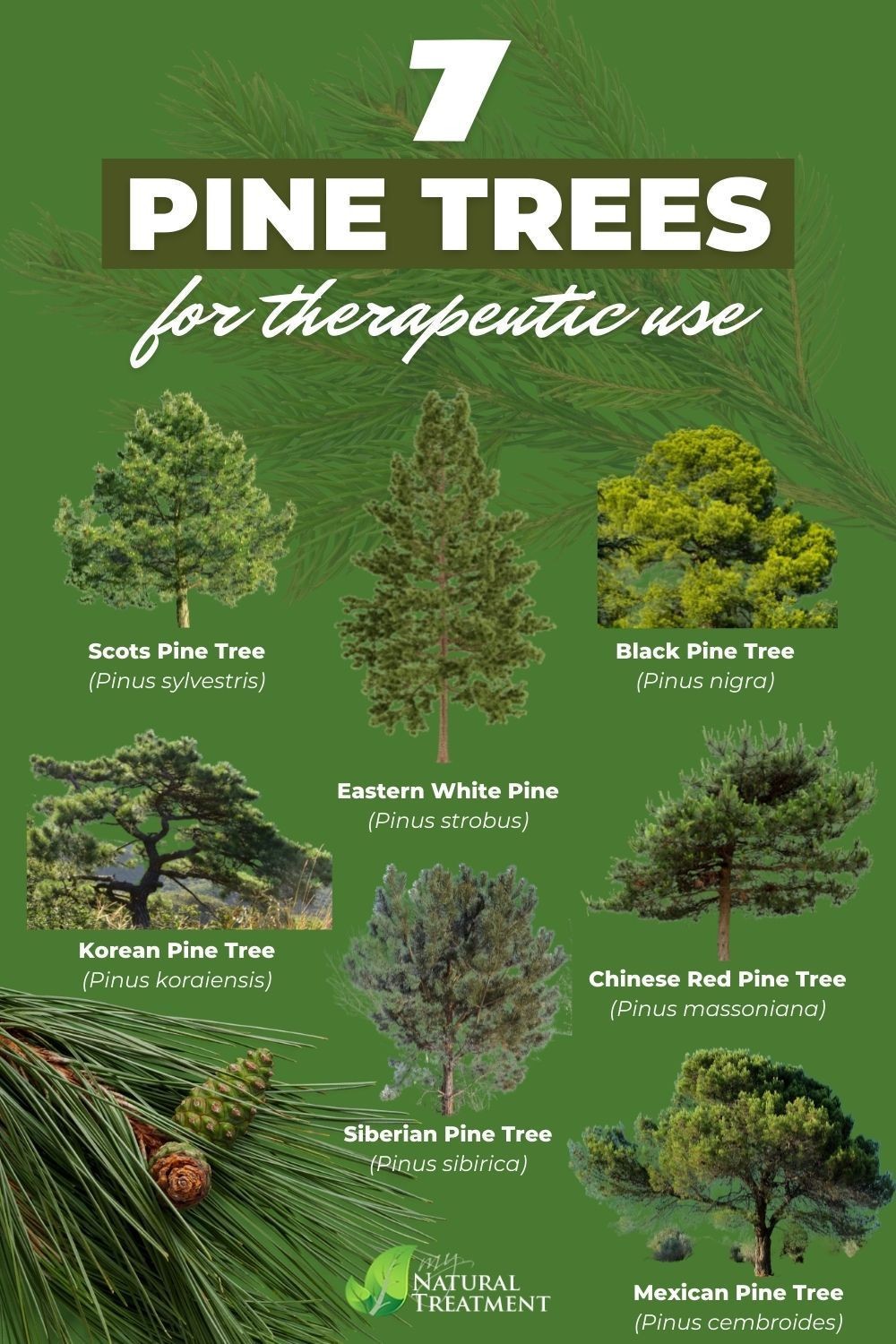 White Pine Needle Tea 31 Large Bags Organic & Fresh From Oregon! Go Ducks!