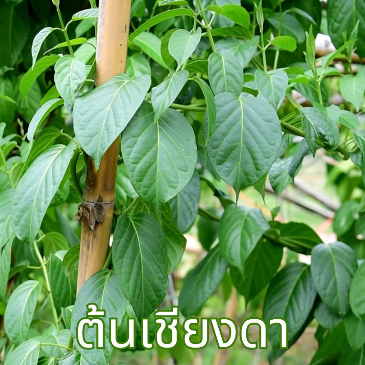 Gymnema Leaf Tea 100% Organic Herbal Tea from Thailand 36 Tea Bags x 4