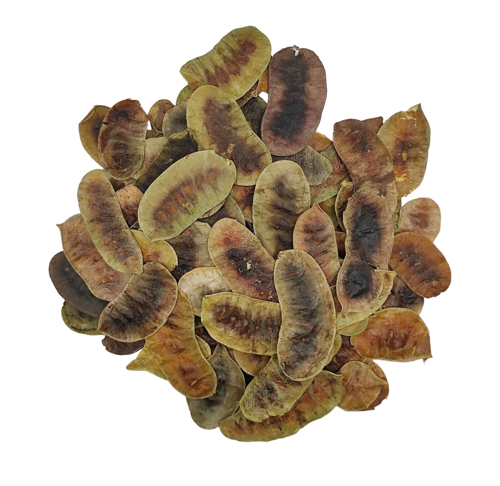 Dried Senna Pods Herbal Tea 220 g (7.8oz) – Premium Quality | Senna Alexandrina