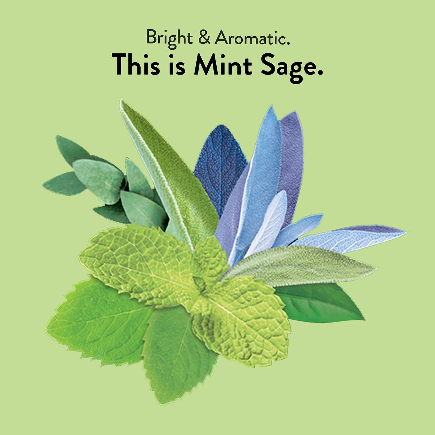 Choice Organics Mint Sage Tea 16 Count Caffeine Free Organic Herbal Tea Bags