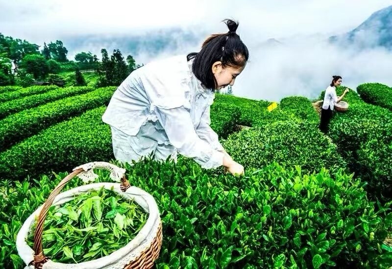 Black Tea 280g 羊楼洞青砖茶