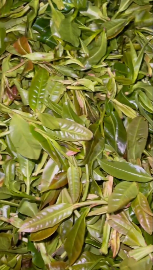 2024y YunNan Organic black Tea ancient tree Tea in 250g/box wild loosening tea