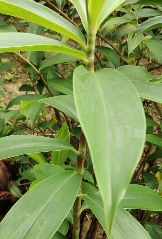 Dried Insulin Plant Leaves Costus Igneus Thebu Crepe ginger Herbal Organic Tea