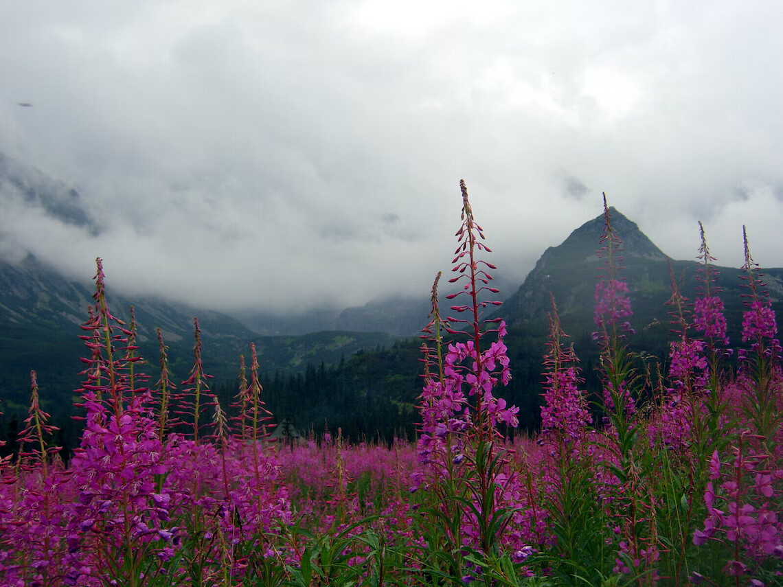 Epilobium Parviflorum Herbal Tea Willowherb smallflower Eco cert.