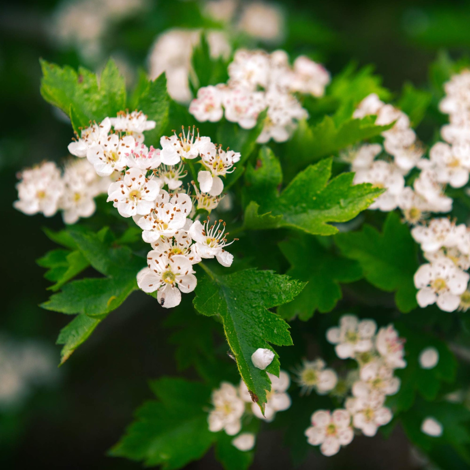 MagJo Naturals, Hawthorn Leaf and Flower 1 Pound, Wild-Crafted, Cut and Sifte…