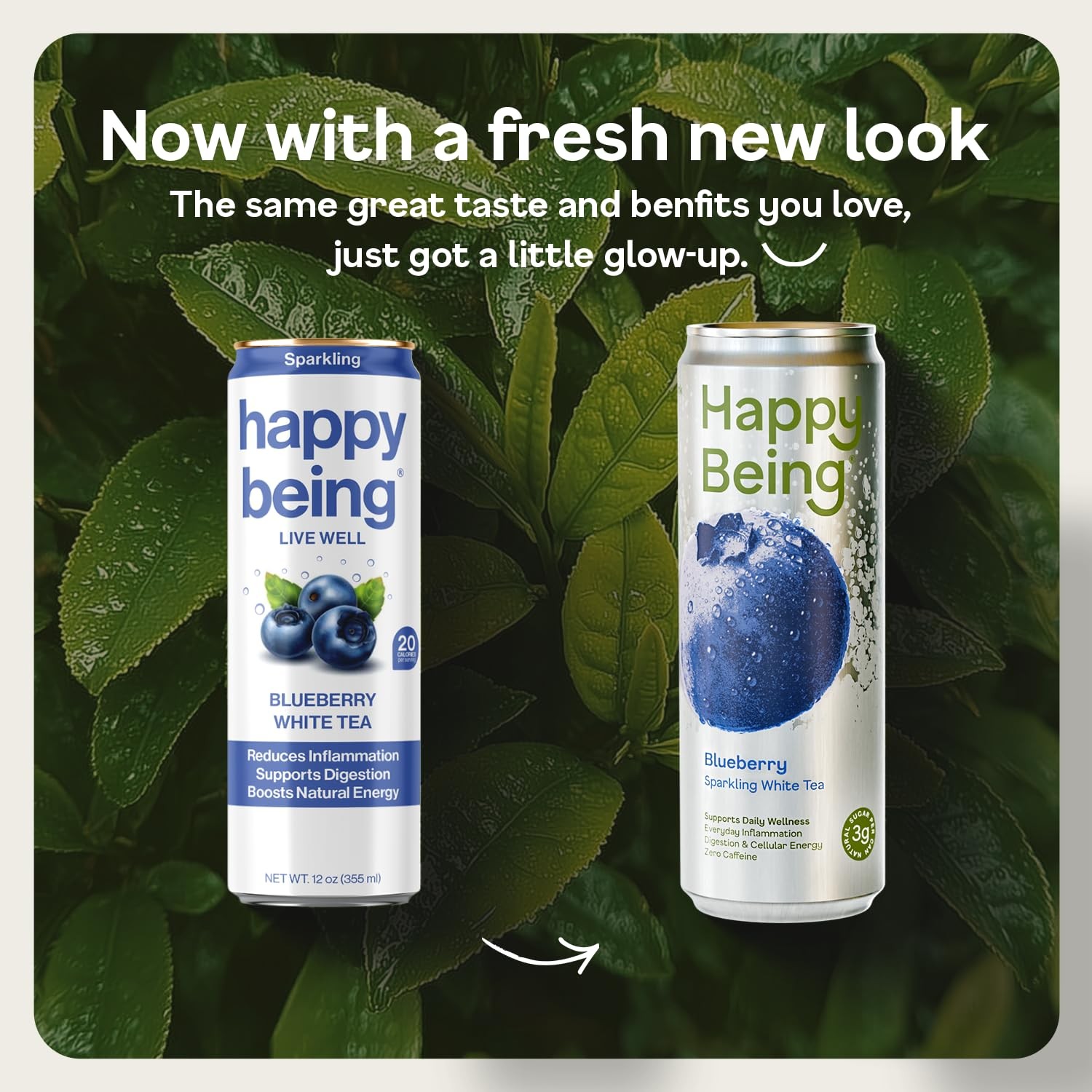 Sparkling White Tea Blueberry Caffeine Free Plant-Based Low Sugar 12oz 4 Pack