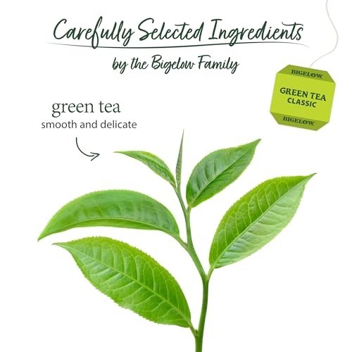 Green Tea Bags 240 Count 6 Boxes Caffeinated Antioxidant Gluten Free Kosher