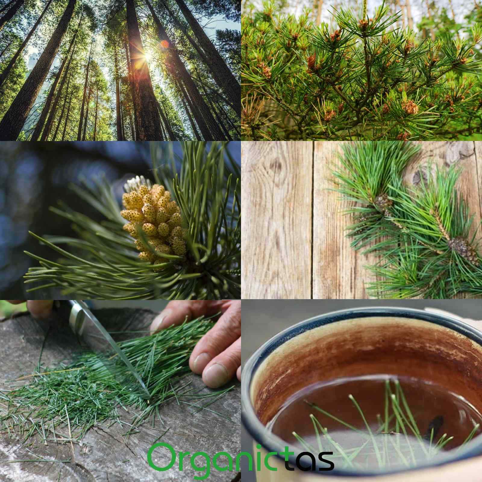 Pine Needle Tea 100g Natural Wild Picked Scots Scotch Pine Premium Quality