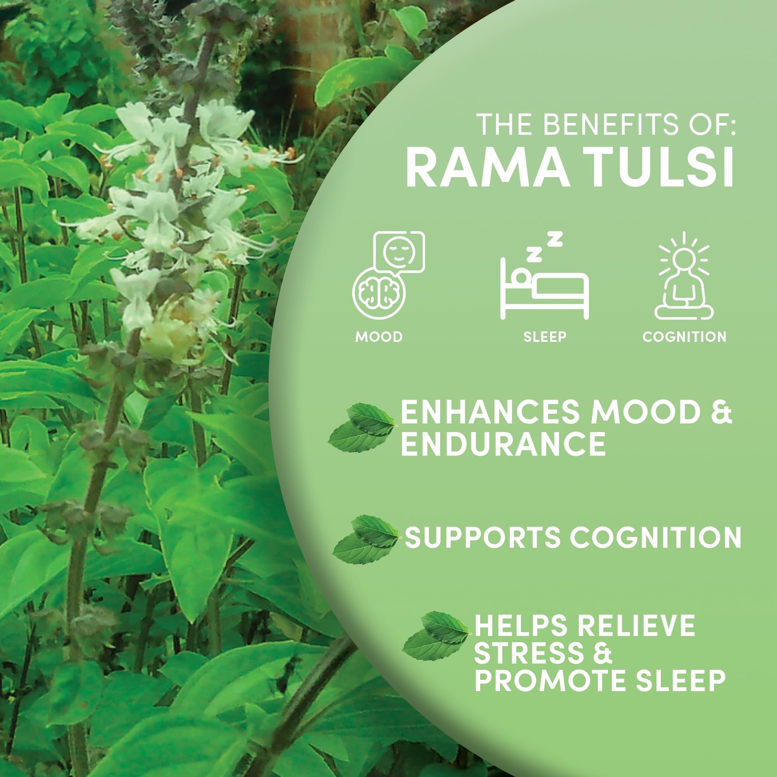 Organic Holy Basil Tea, 8oz – Tulsi Rama – Loose Leaf Premium Herbal Tea, 100…