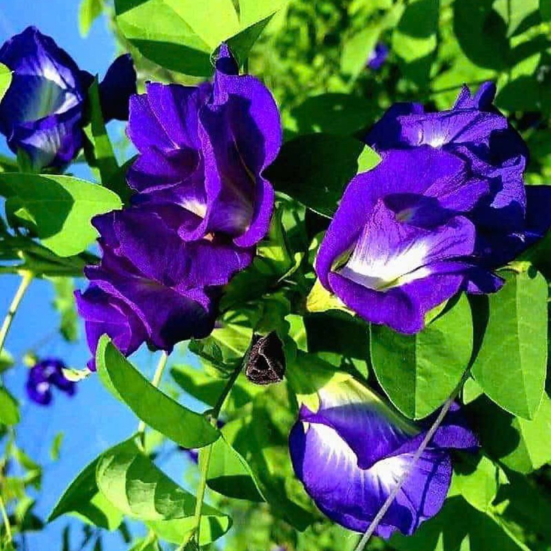 DRIED BLUE BUTTERFLY PEA FLOWER nil Katarolu Ternatea Clitoria Blue Tea Herb 50g