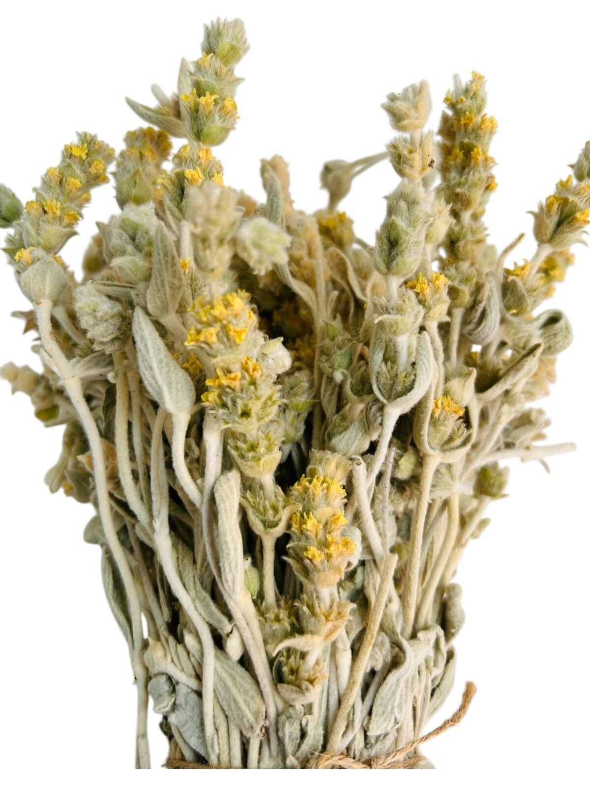 Certified Organic Greek Mountain Tea Malotira – Class A – Sideritis syriaca