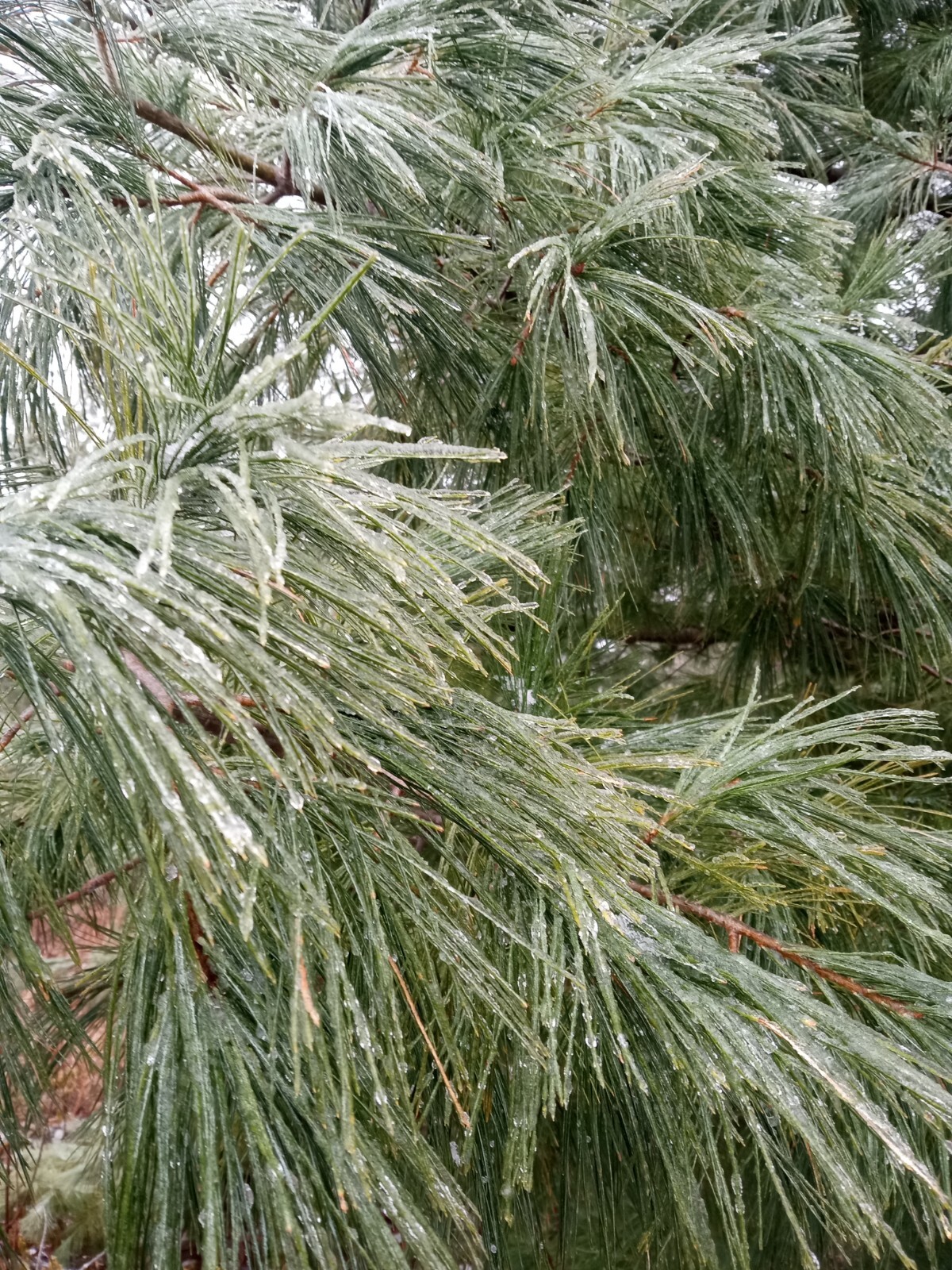 4oz MAINE DRIED EASTERN WHITE PINE NEEDLES PINUS STROBUS TEA ORGANIC