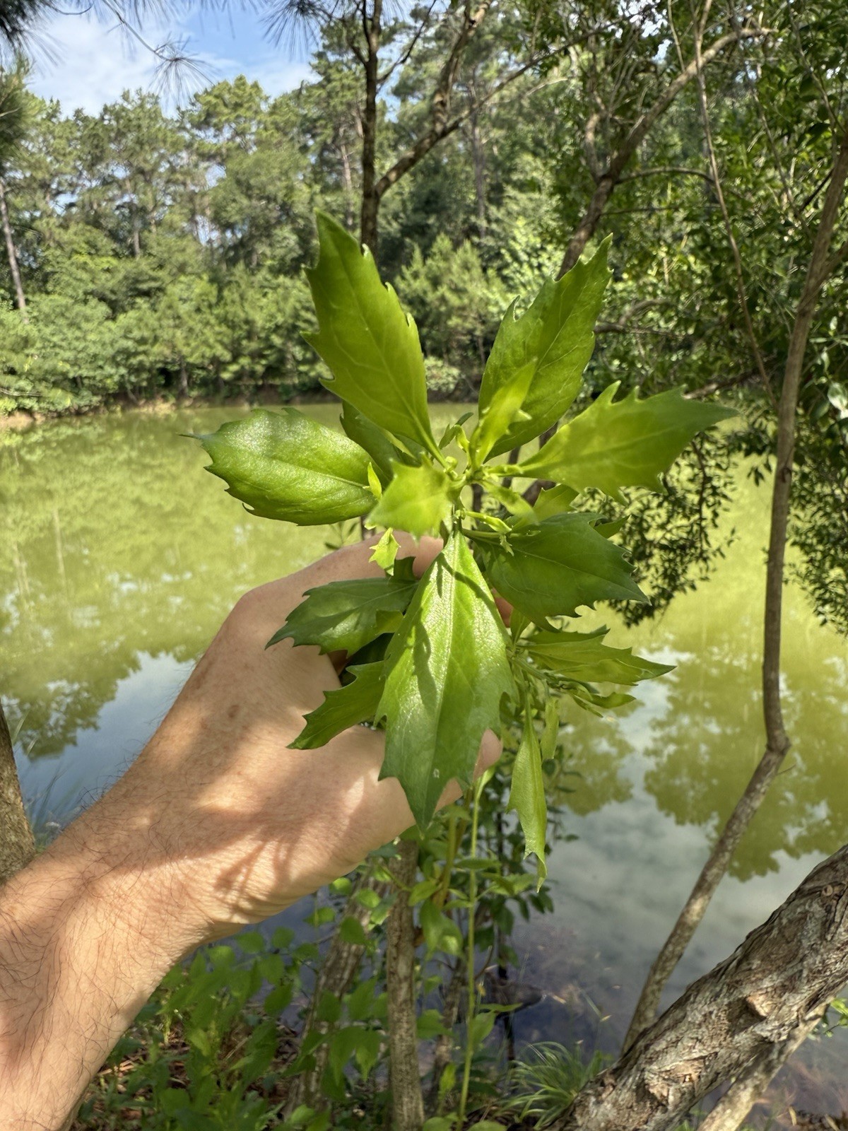 Organic Dried Manglier Leaves (5 Grams) Baccharis Halimifolia Creole Herb