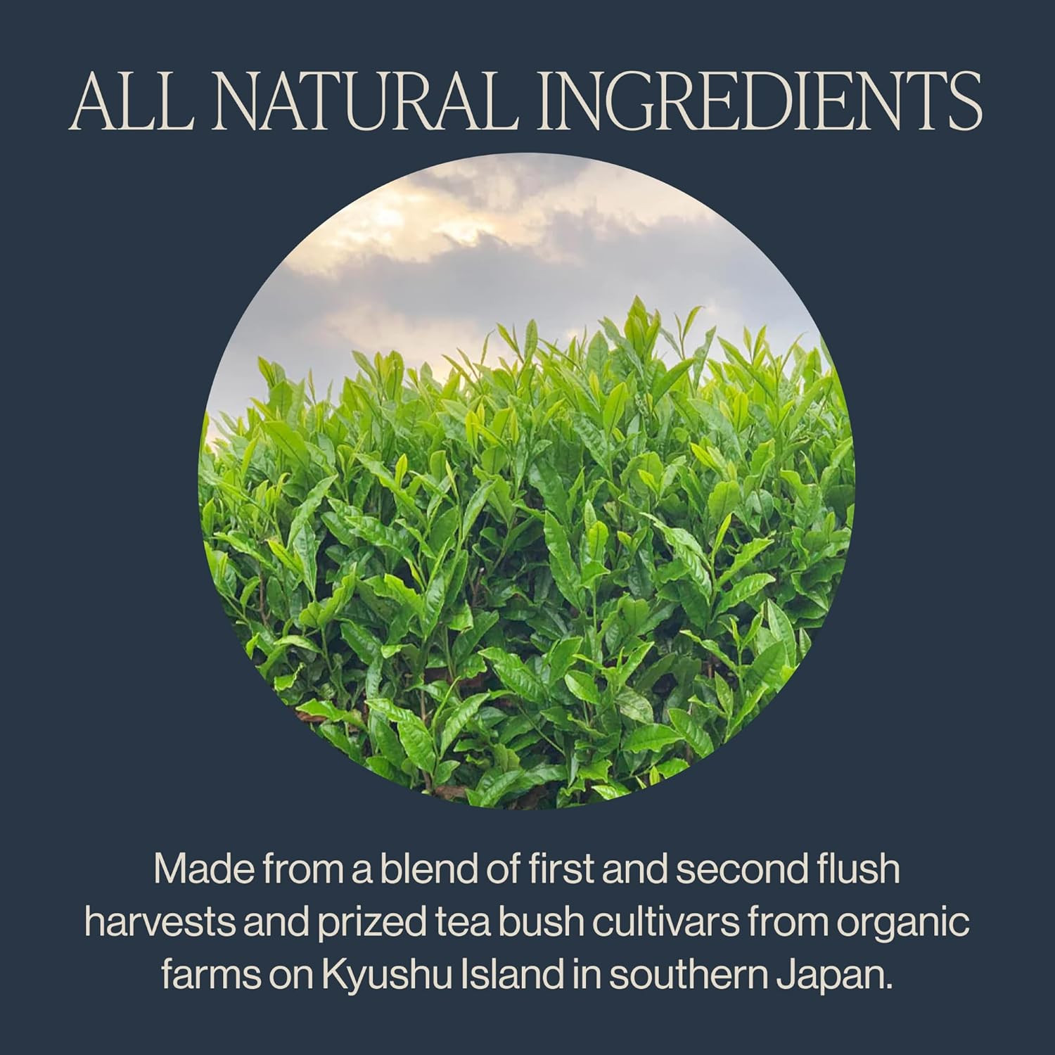 Rishi Tea Sencha Green Tea – Organic Sachet Bags, Caffeinated Japanese Green Tea