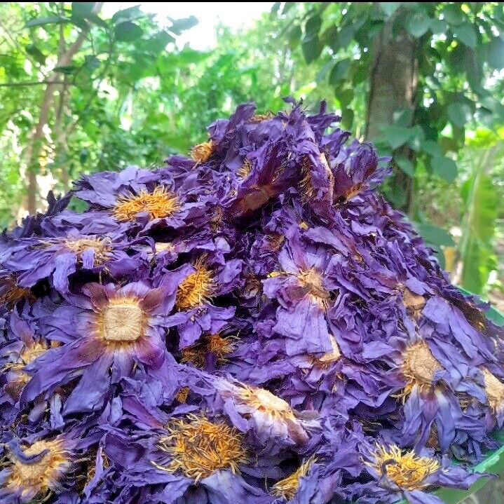 Dried Blue Lotus Flower Nymphaea Caerulea Natural Hand Picked Herbal Flowers