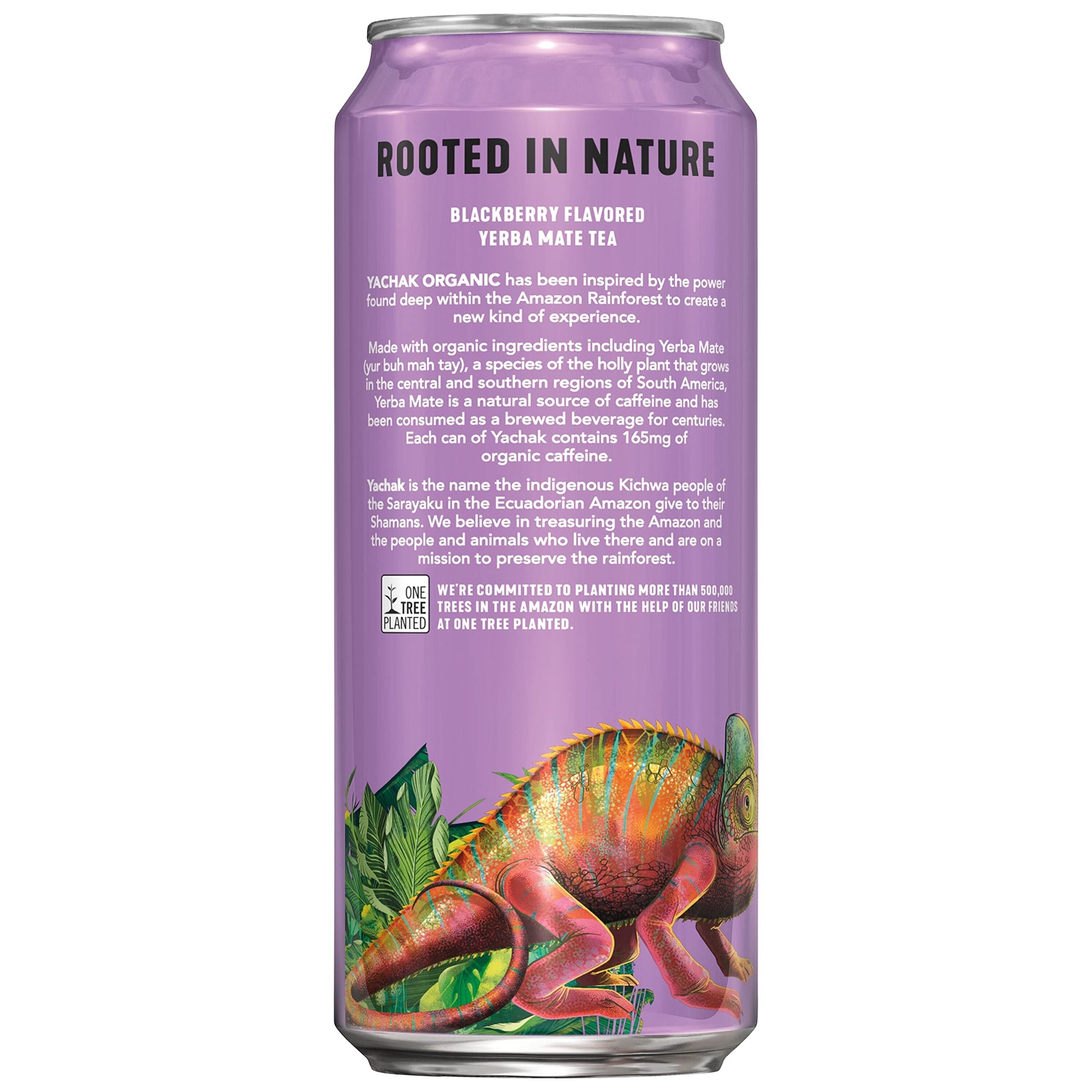 YACHAK Organic Yerba Mate Blackberry Flavor 16 Fl Oz Pack of 12 Cans