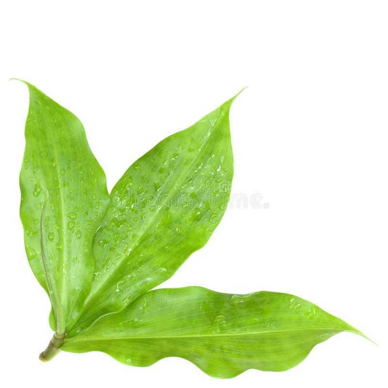 Insulin Plant Leaves Cut & Sifted Organic Diabetic Ayurveda Herbal Tea New