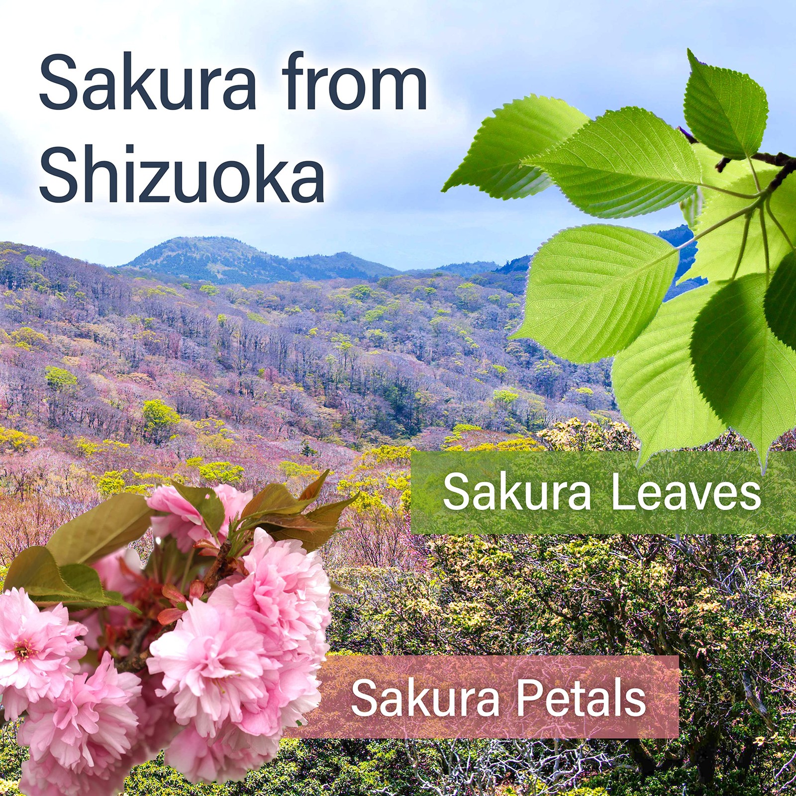 Sakura Sencha Green Tea, Floral Sakura Tea, Well-Blended, Fragrant, Cherry Bl…