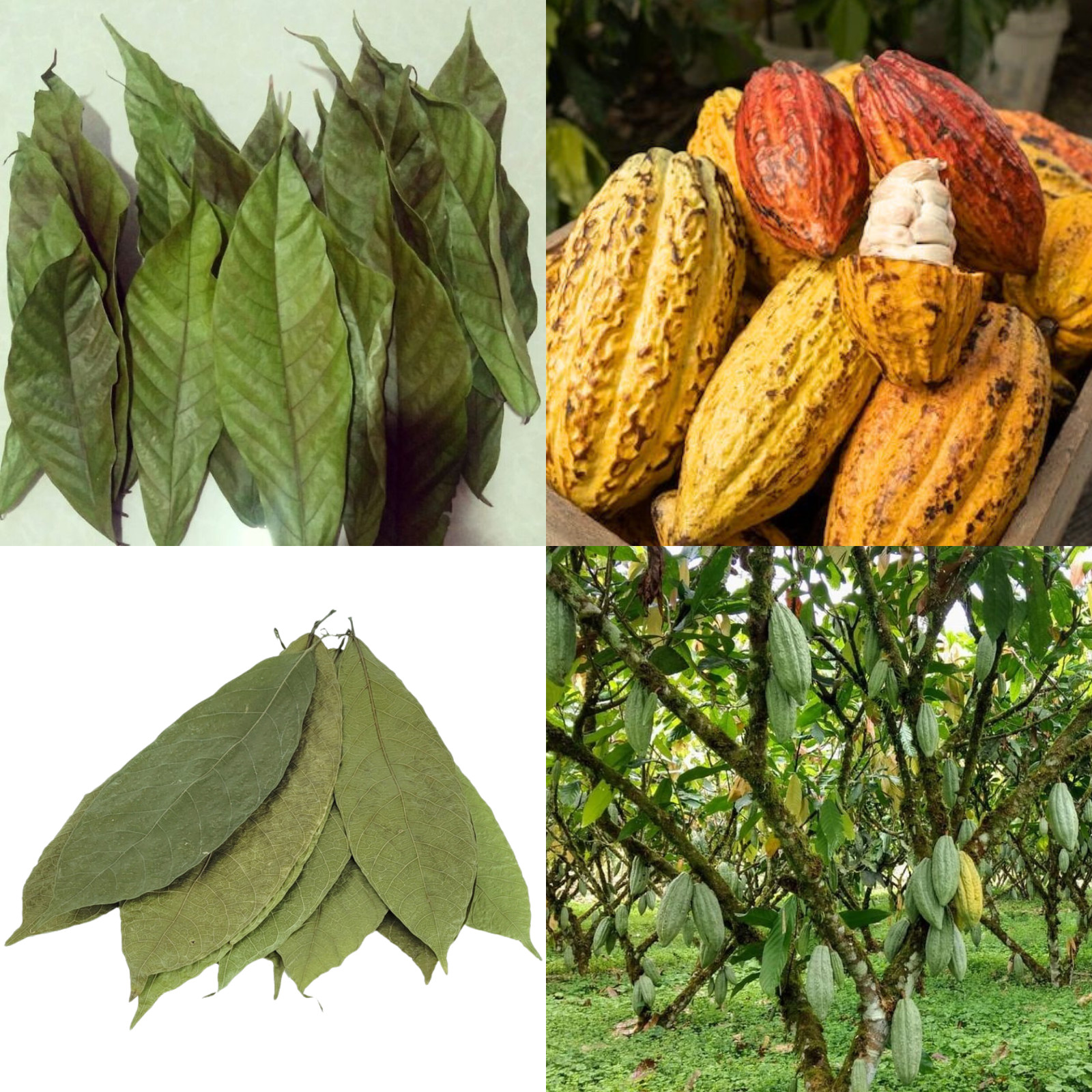 250+ DRIED COCOA LEAVES 100%Pure Organic Ceylon High Quality Chocolate Leaf Tea