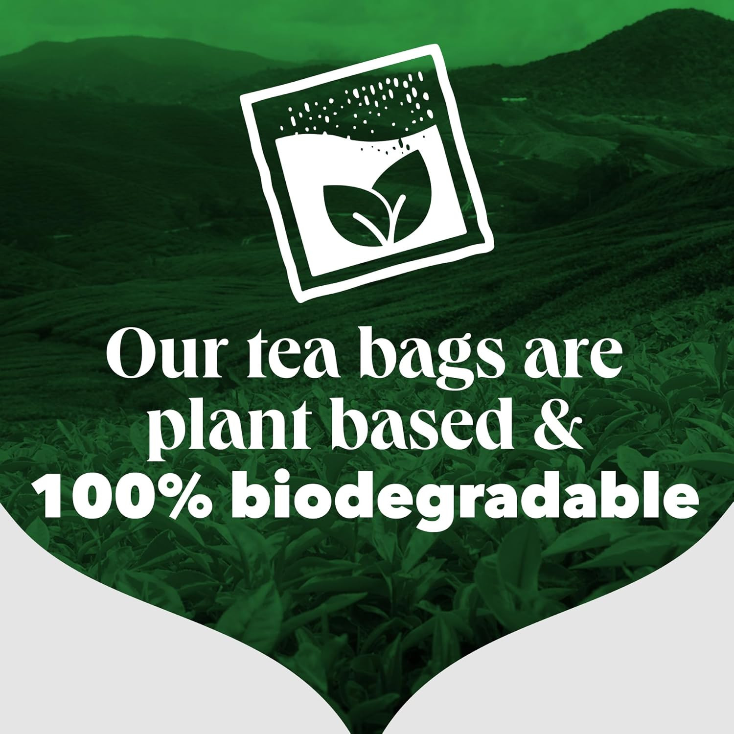 One Cup Pyramid Tea Bags (Pack of 1, Total 1100 Tea Bags)