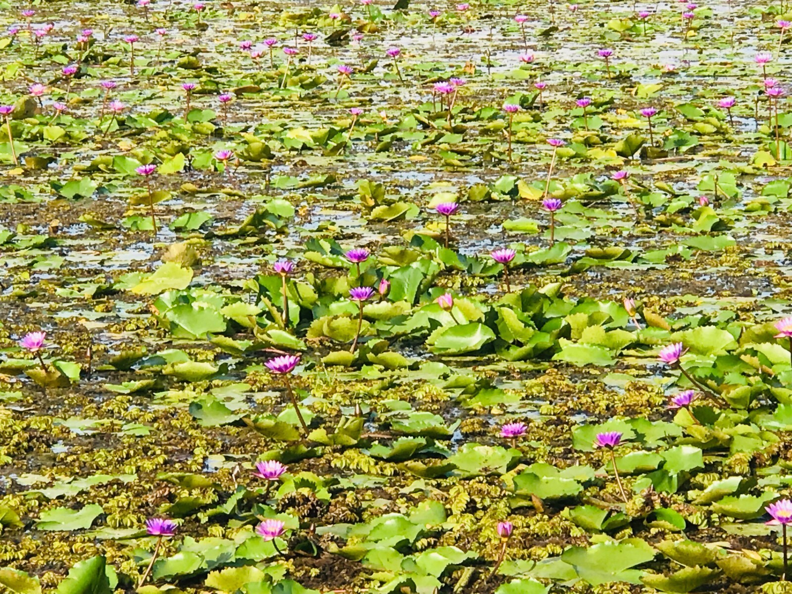 Ceylon Dried Blue Lotus Nymphaea Caerulea 100% Organic Herbal Hand Picked Flower