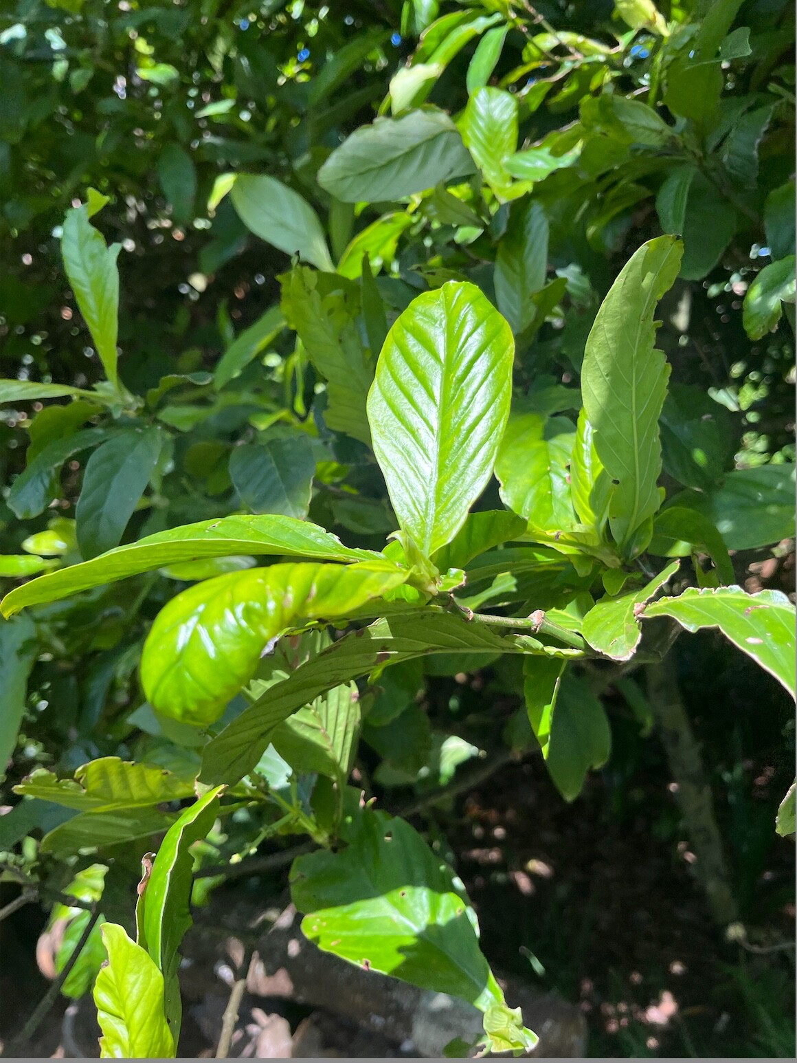 75+ Leaves for Structure Shift