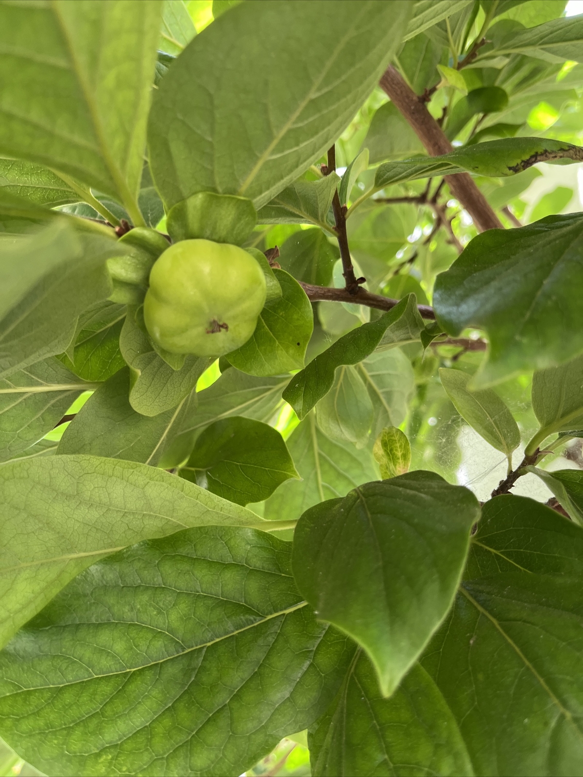 Lower Blood sugar naturally 20 fresh Organic Persimmon leaves for tea. Large