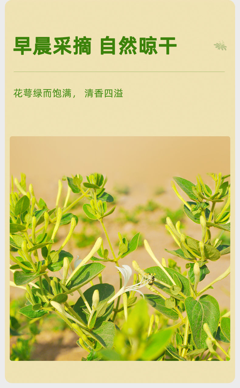 EFUTON 60g Organic Honeysuckle Loose Buds Herbal Tea Jin Yin Hua