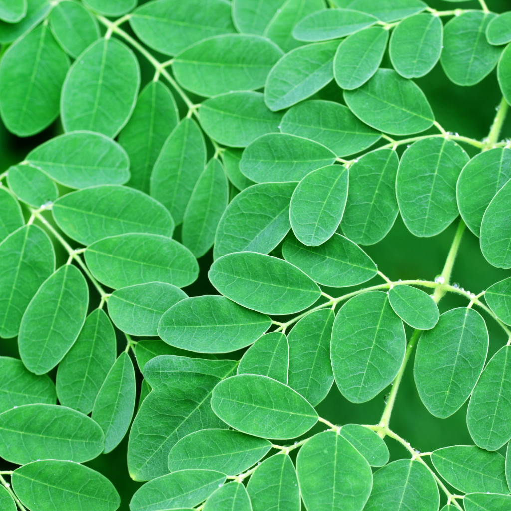 Moringa Herbal Tea (Te de Moringa) 30 Bags Energy Booster, Vitamins 100% Natural